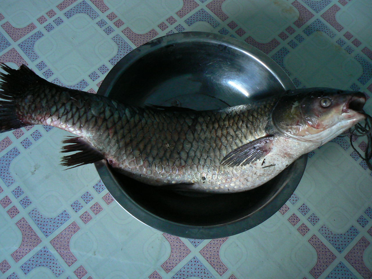  p>草根鱼,属 a target="_blank" href="/item