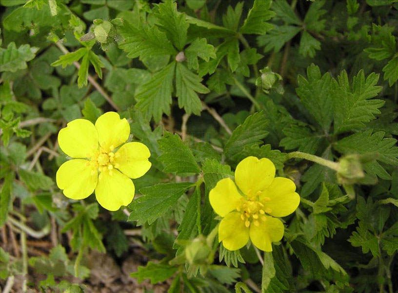 potentilla reptans var. sericophylla