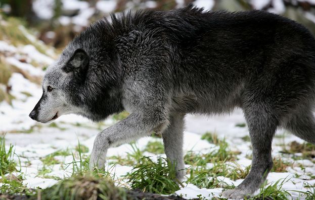  p>加拿大森林狼(学名: i>canis lupus occidentalis /i>):是食肉目