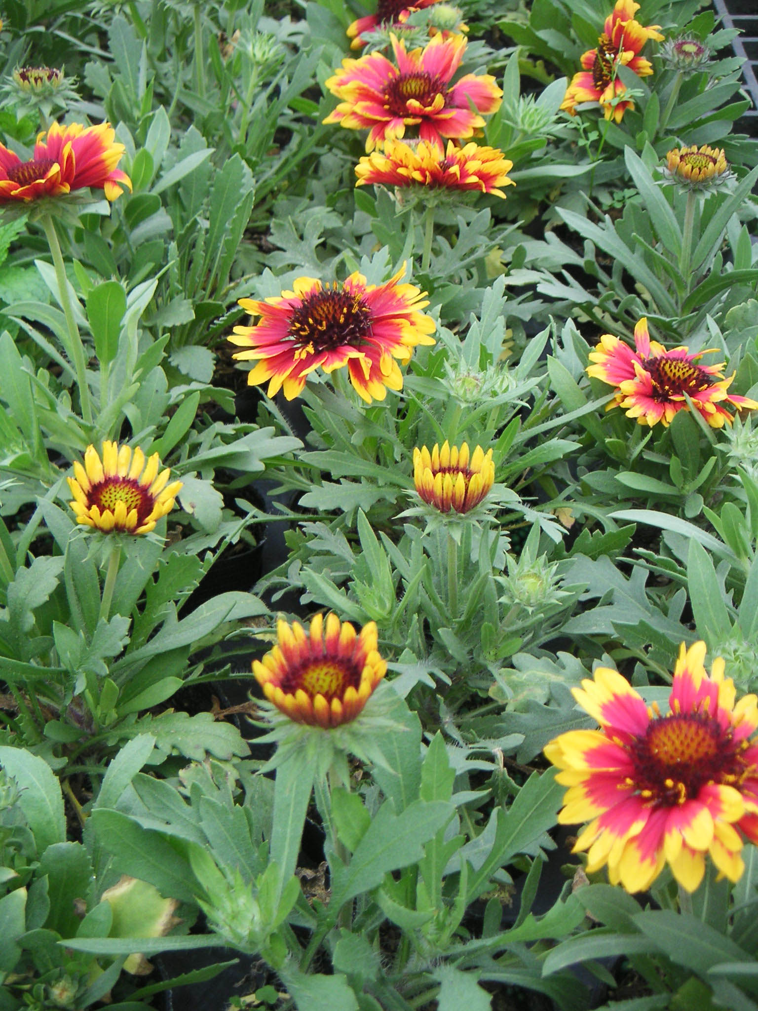  p>天人菊(学名: i>gaillardia pulchella /i> foug.