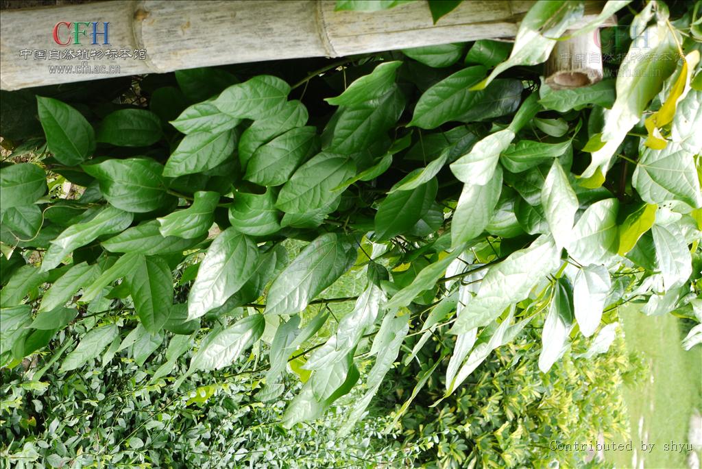  p>藤本,根和茎的木质部均鲜黄色.