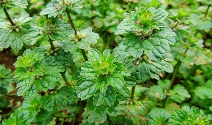  p>宝盖草(学名:lamium amplexicaule l.