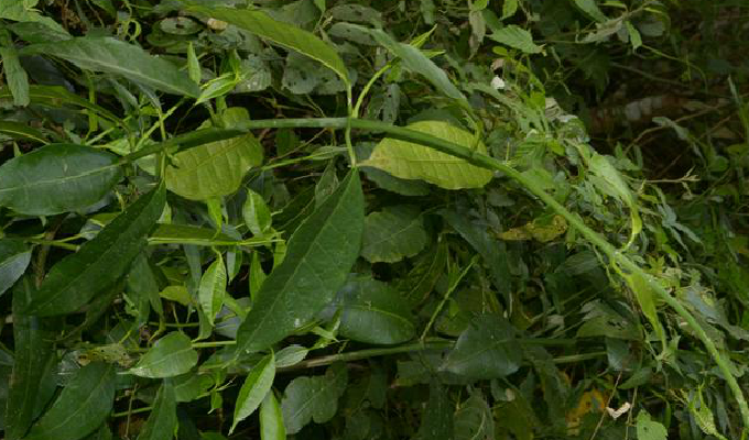  p data-id="gnwut0a9ll">富宁藤( i>parepig