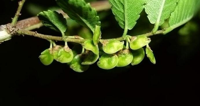  p>纤细薯蓣(学名:dioscorea gracillima miq),为 a target="_blank"