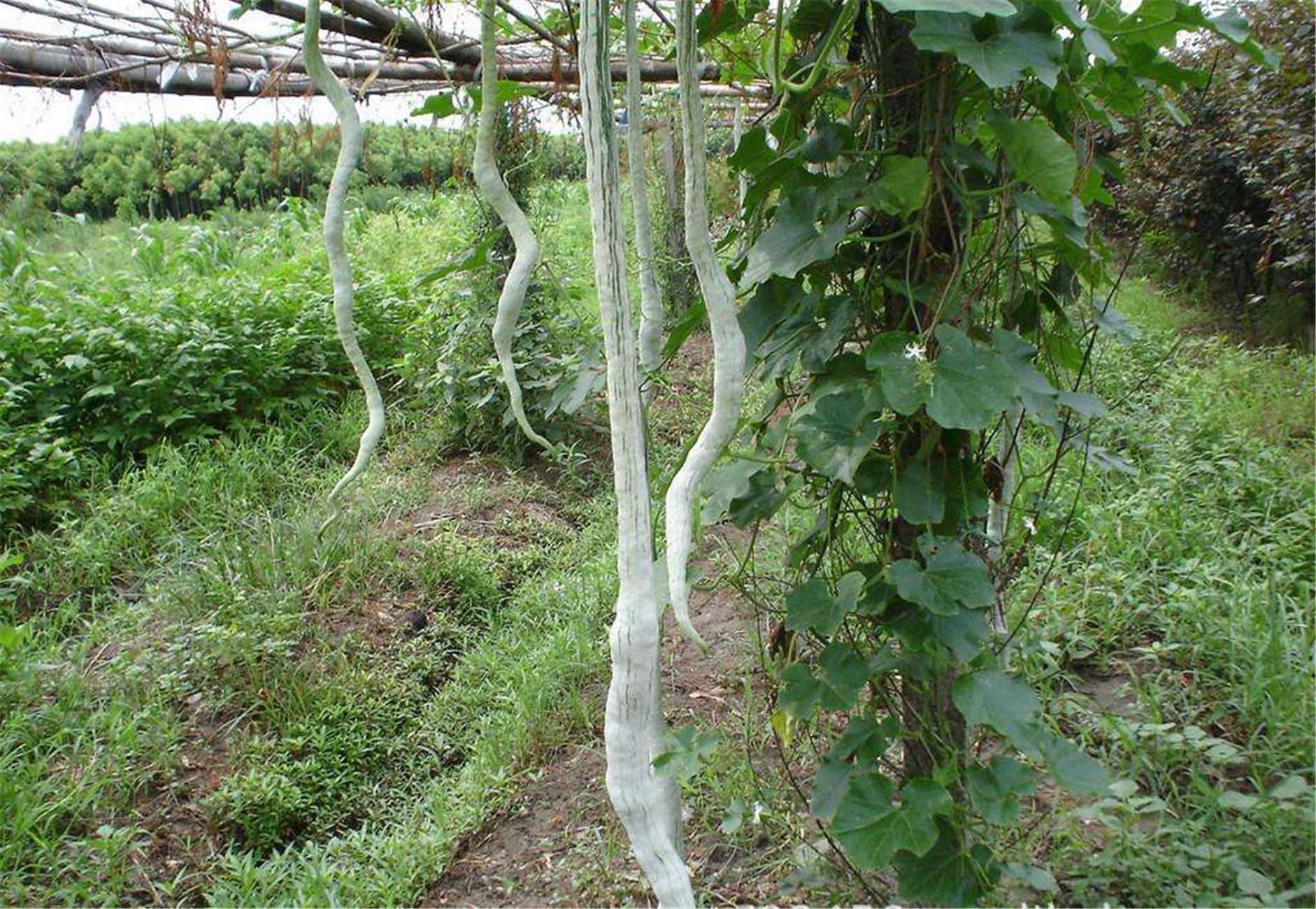  p>蛇瓜(拉丁学名: i>trichosanthes anguina  /i>l.