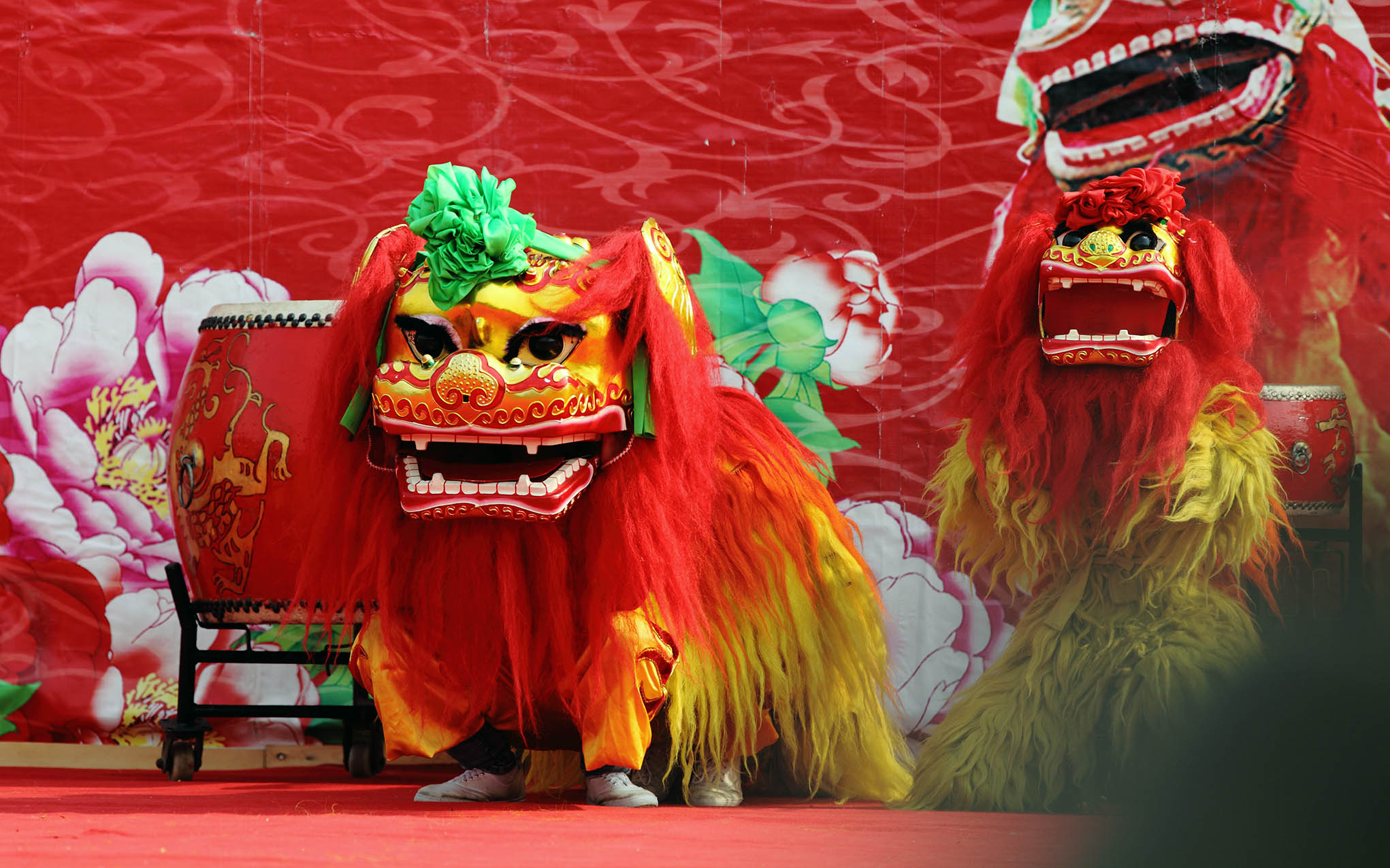 为什么中国不产狮子却盛行舞狮_百科TA说