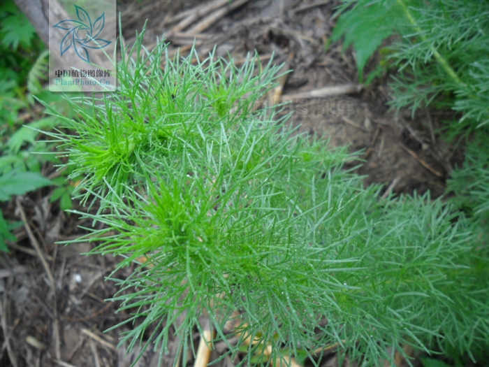  p>光沙蒿(学名: i>artemisia oxycephala /i> kitag.