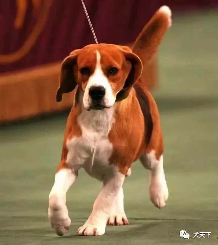  p>米格鲁猎兔犬又称为"比格犬",是世界名犬犬种之一,在分类上属于