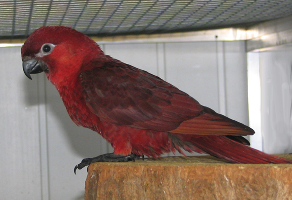  p> a href="#" data-lemmaid="4687135">红衣吸蜜鹦鹉 /a>(学名