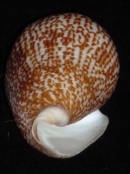  p>犰狳芋螺(学名:asprella armadillo)花纹清晰,贝壳厚实.