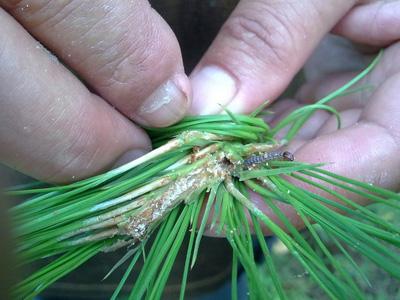  /i>herrich-schaeffer,为鳞翅目 a href="#">螟蛾科 /a>松梢螟属的一