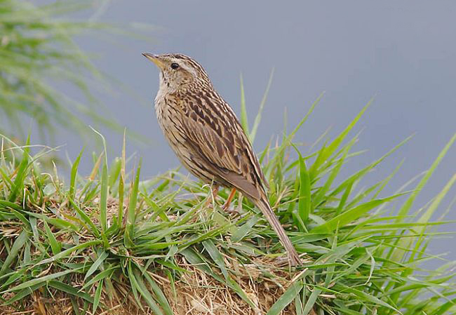 anthus sylvanus