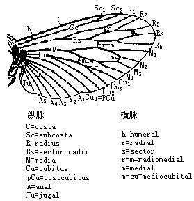 以及凸脉,凹脉的区别,确定了各种翅脉的共同点,建立了设想出昆虫类