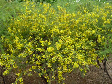  p>多年生常绿小灌木, a target="_blank" href="/item/豆科/3672199"