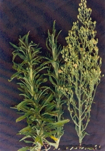  p>苏门白酒草(学名: i>conyza sumatrensis /i> (retz.