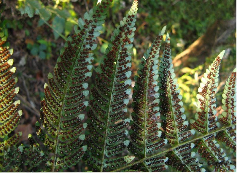  p>太平鳞毛蕨是鳞毛蕨科 a href="#" data-lemmaid="2864823">鳞毛蕨