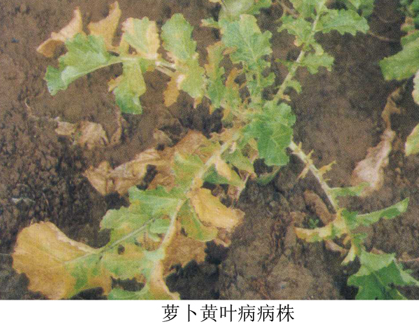 萝卜黄叶病