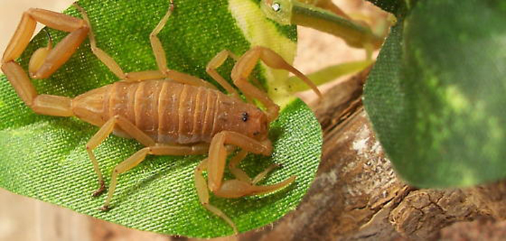  p>墨西哥雕像木蝎(学名:centruvoides exilicauda )是一种身长7厘米