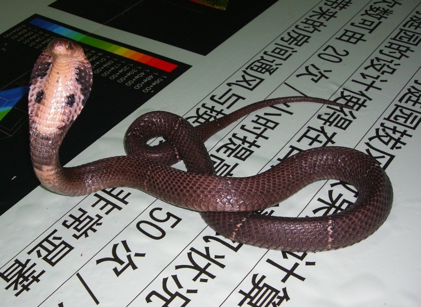 眼镜蛇