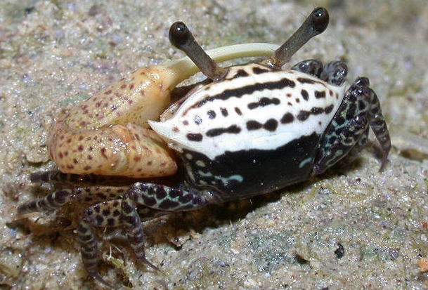  p>三角招潮蟹(学名:uca triangularis)最大的特征是雄蟹具有一对大小