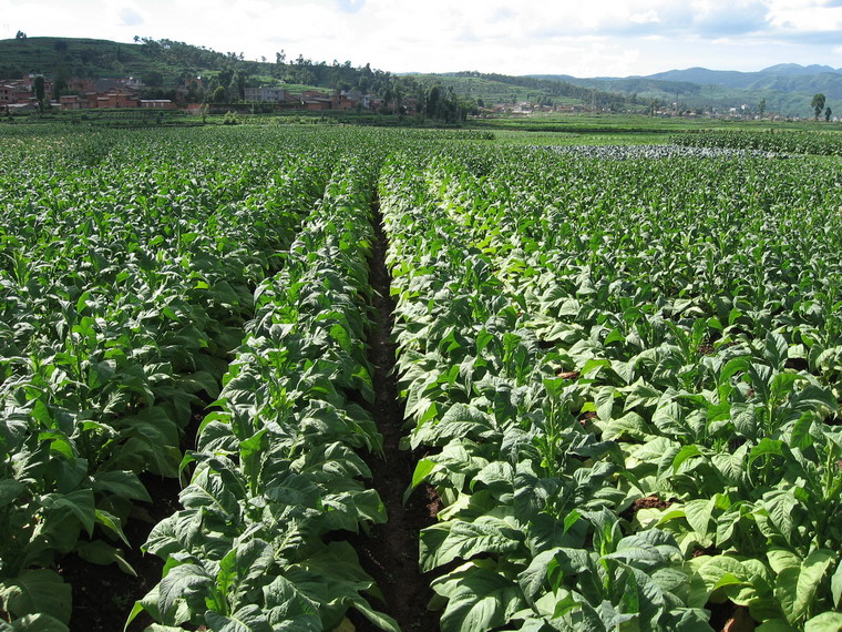  p>火头地村隶属于云南省玉溪市华宁县青龙镇老田 a target="_blank"