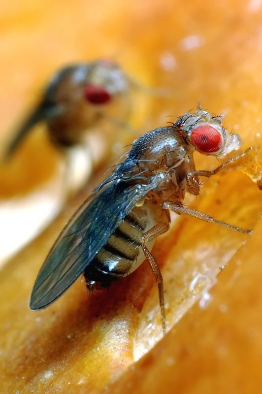  p>黑腹果蝇 ( i>drosophila melanogaster /i>) 是被人类研究得最