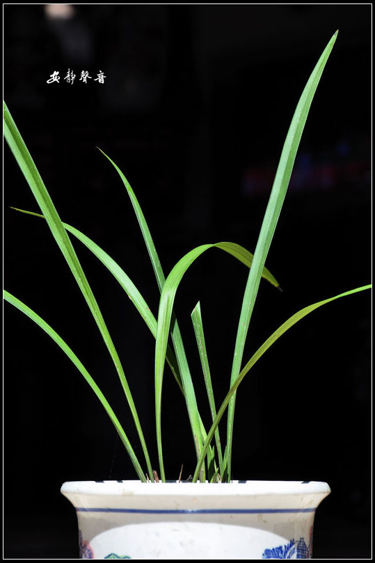  p>铁山兰位于 a target="_blank" href="/item/广东省普宁市/2109565