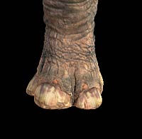 巨犀(indricotherium)