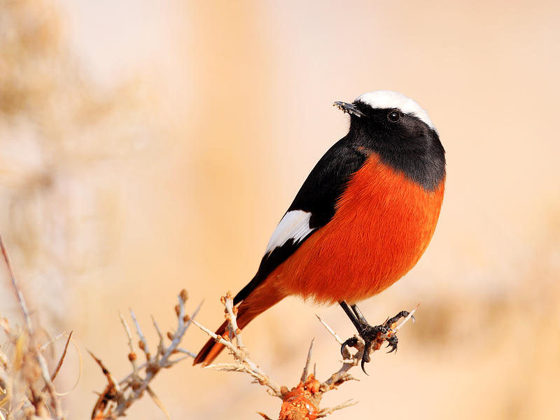  p>红腹红尾鸲(学名: i>phoenicurus erythrogastrus /i>)是鹟科,红尾