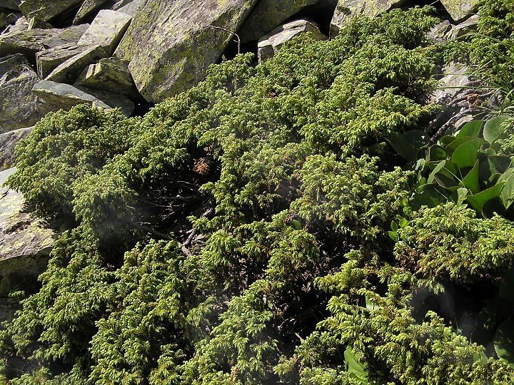 juniperus sibirica burgsd.
