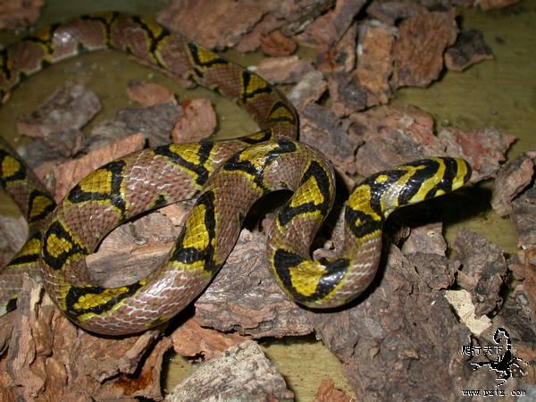  p>玉斑锦蛇属于游蛇科,别名 a href="#" data-lemmaid="15418498">