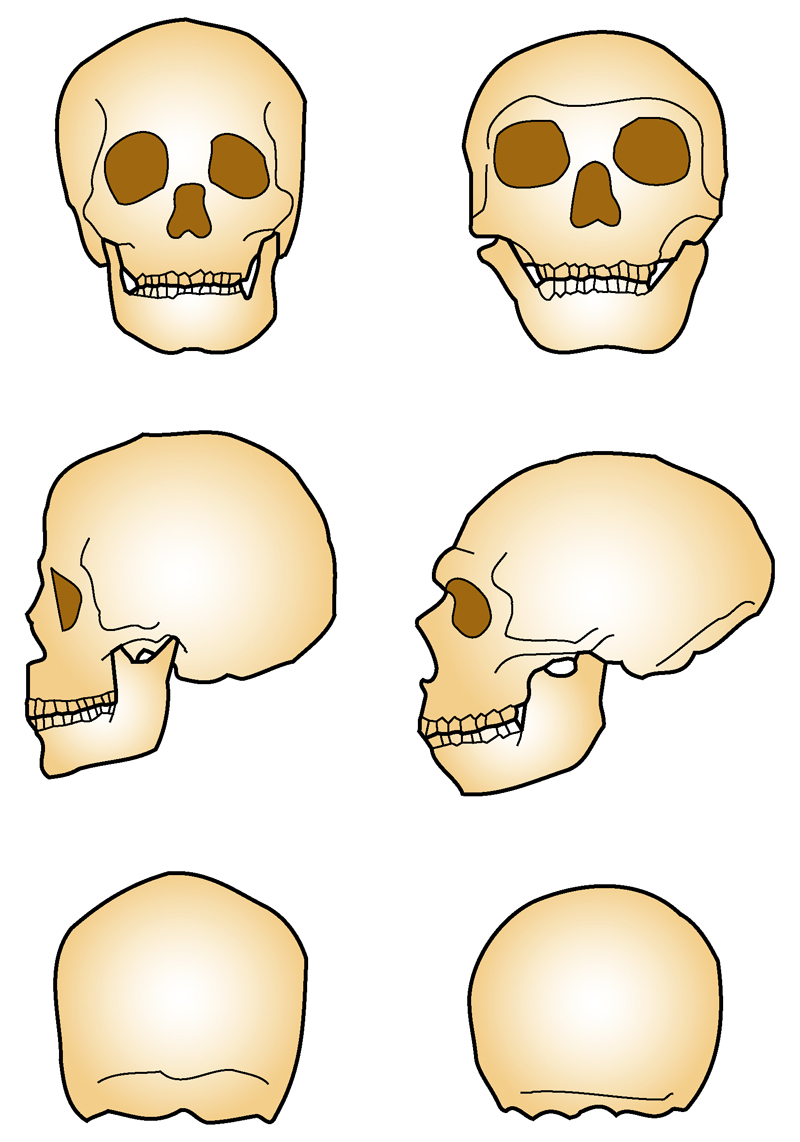 尼安德特人(homo neanderthalensis),简称尼人,也被译为<a