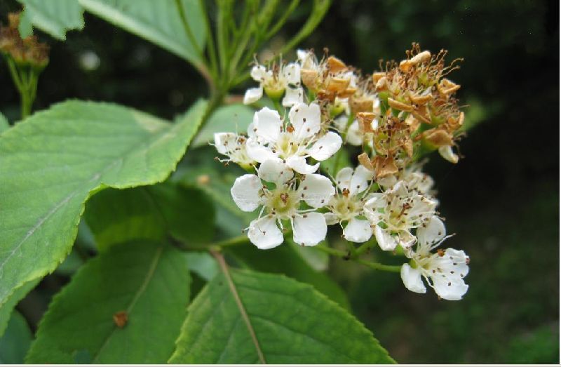  p>绒毛石楠(学名: i>photinia schneideriana  /i>rehd.