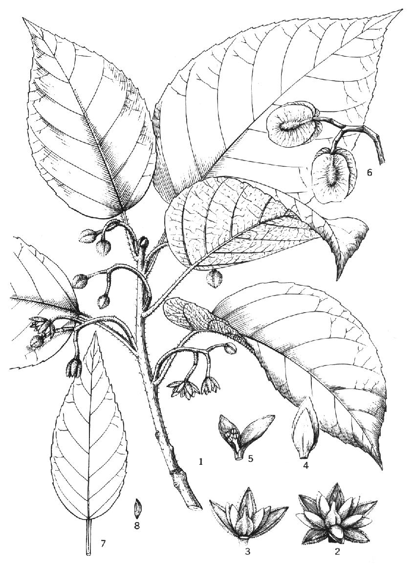data-lemmaid="5201871">落叶乔木 /a>,系国家二级保护植物,是国家