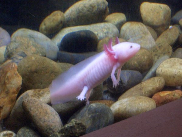  p>鼠鱼是指甲鲶 a href="#" data-lemmaid="10604040">亚科 /a>(sub