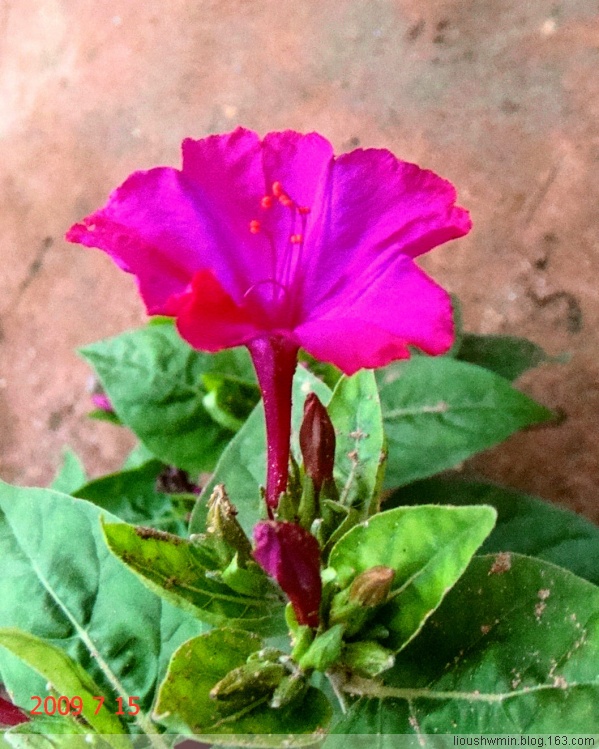 粉豆花