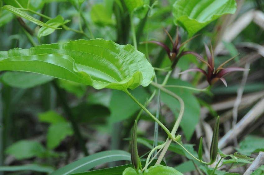  p>蔓生百部,多年生缠绕草本.