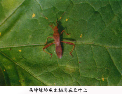 条蜂缘蝽