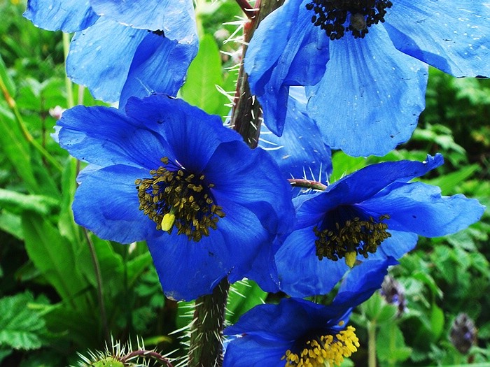 罂粟科中较大的一属,该属建立于1814年,viguier根据papaver cambrica