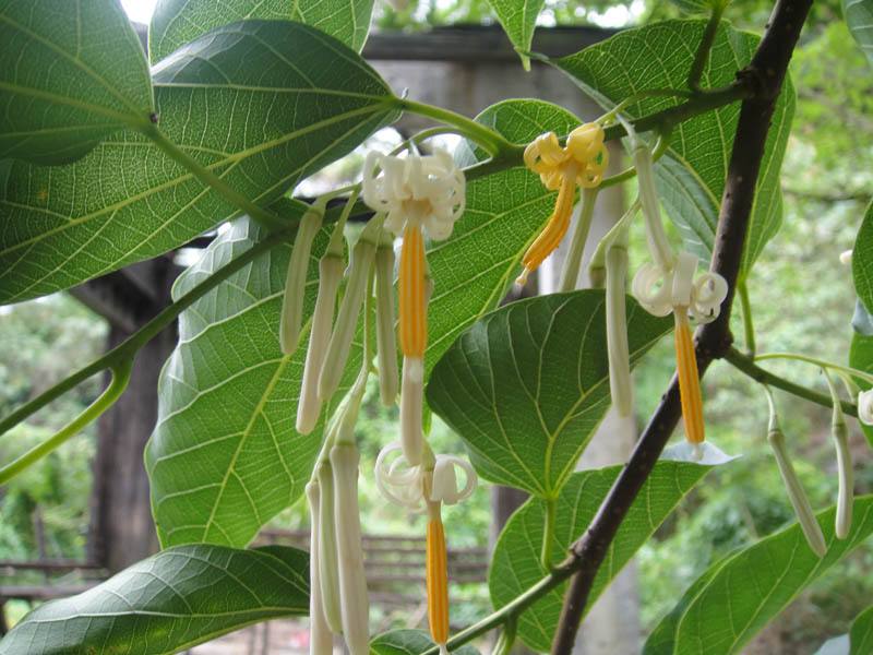  p>瓜木(学名: i>alangium platanifolium /i> (sieb. et zucc.