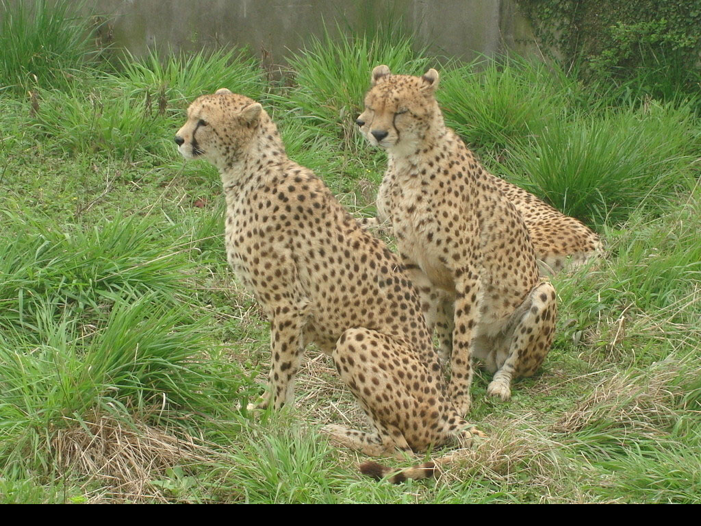  p>脊椎动物(vertebrate)是指有脊椎骨的动物,是 a href="#" data