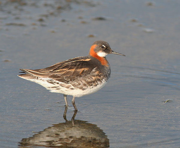  /a>, a href="#" data-lemmaid="16615978">瓣蹼鹬属 /a>的小型水禽