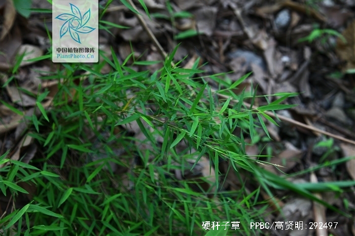  p> a href="#" data-lemmaid="4170895">硬秆子草 /a>,拉丁文名