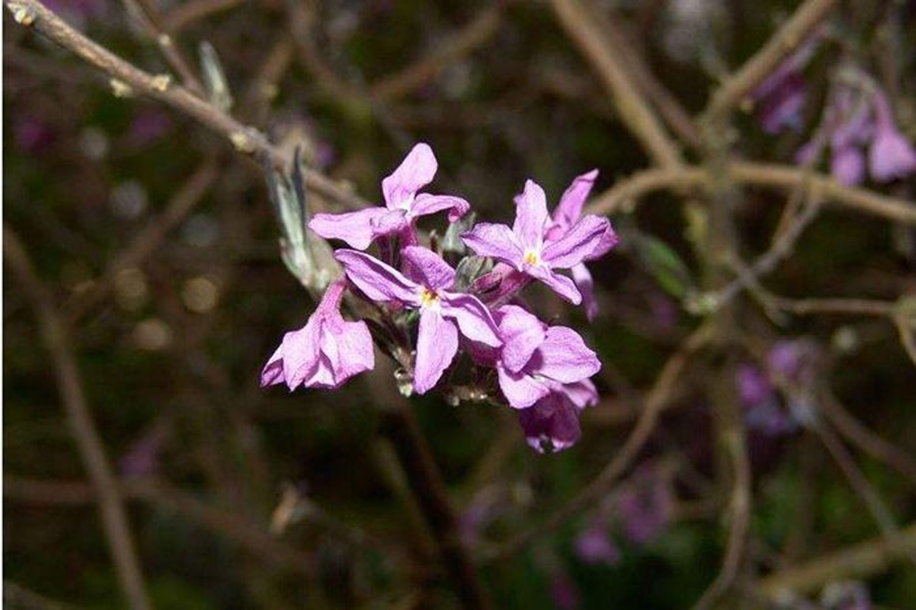  p>芫花,别名:药鱼草,老鼠花,闹鱼花,头痛花,闷头花,头痛皮,石棉皮,泡