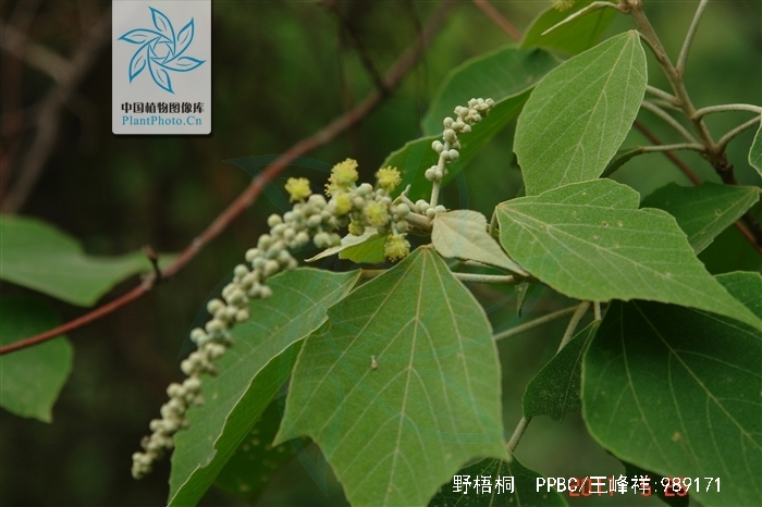 为大戟科植物野梧桐 i>mallotus japonicus /i> (thunb.) muell. arg.