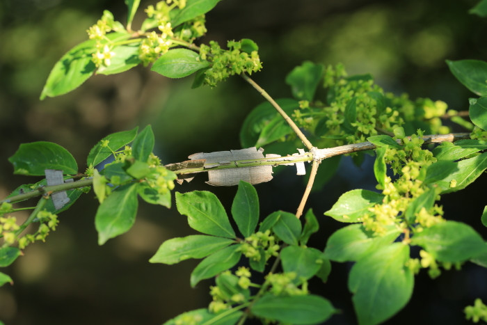 ">伞形科 /a>, a href="#" data-lemmaid="6744347">伞形目 /a>,30种