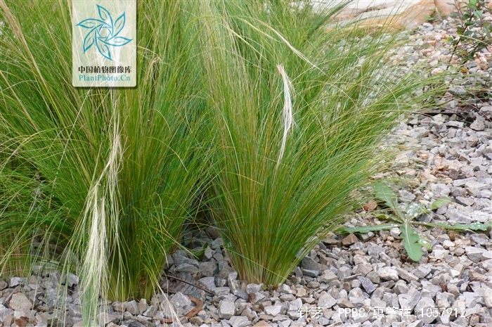  p>针茅(学名: i>stipa capillata /i> l.