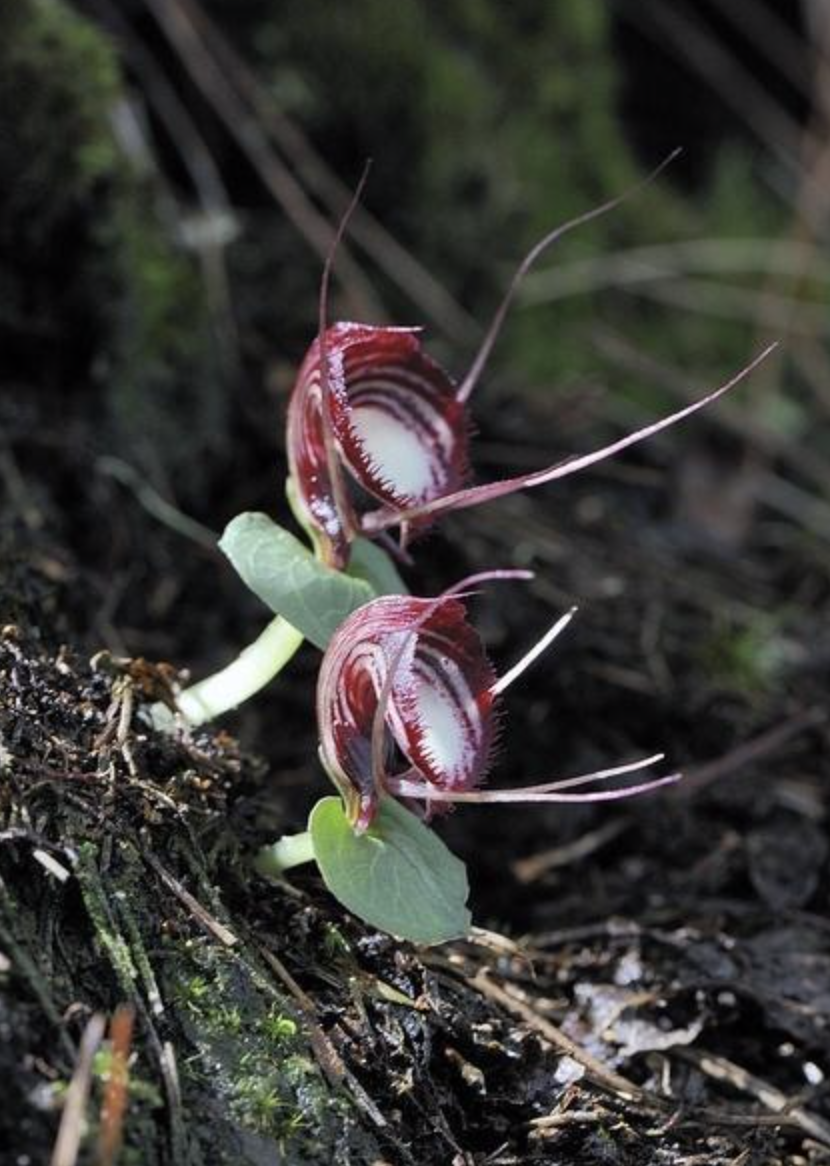  p>大理铠兰corybas taliensis 种子植物, a target="_blank" href="