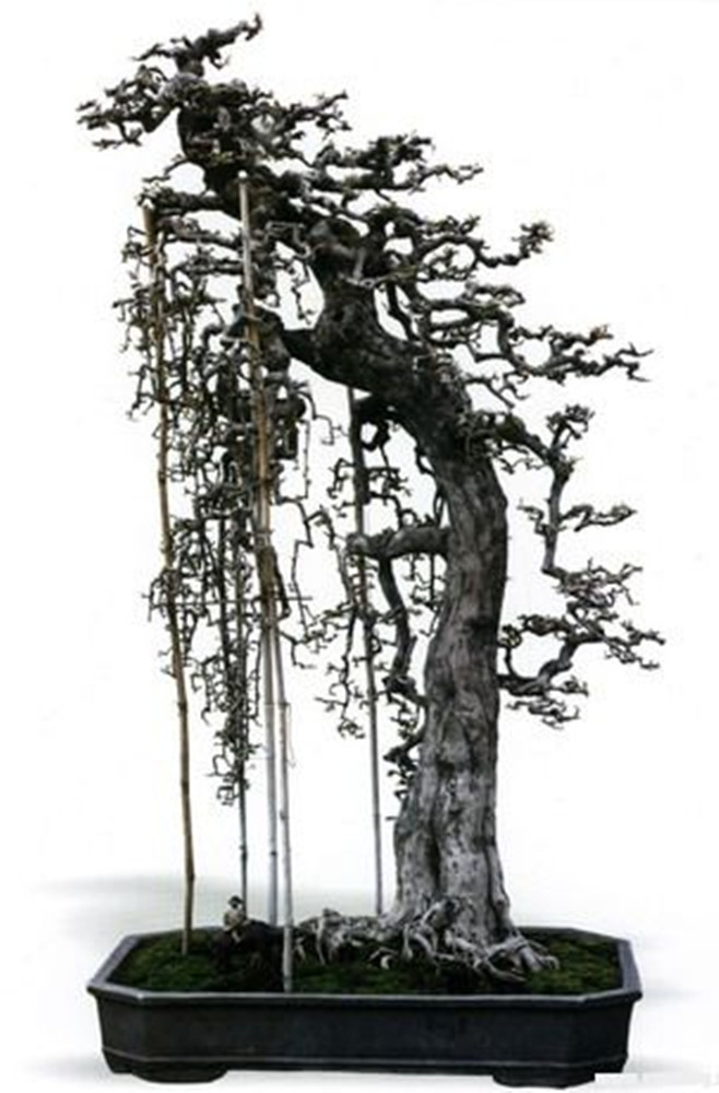  p>博兰,学名 ponamella pragiliagagnep,系大戟科.