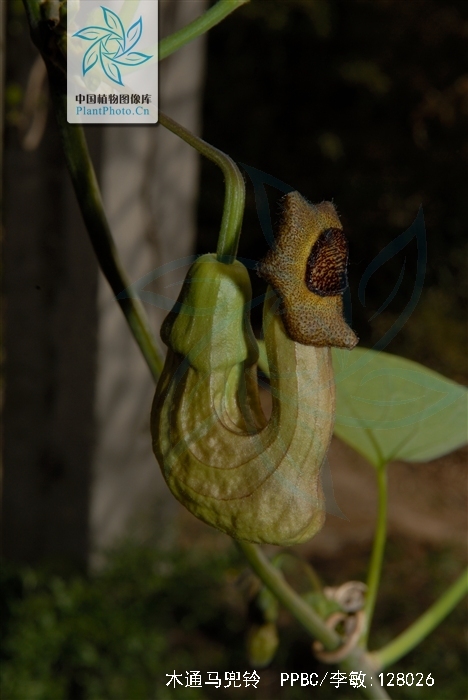  p>木通马兜铃(学名: i>aristolochia manshuriensis /i> kom.